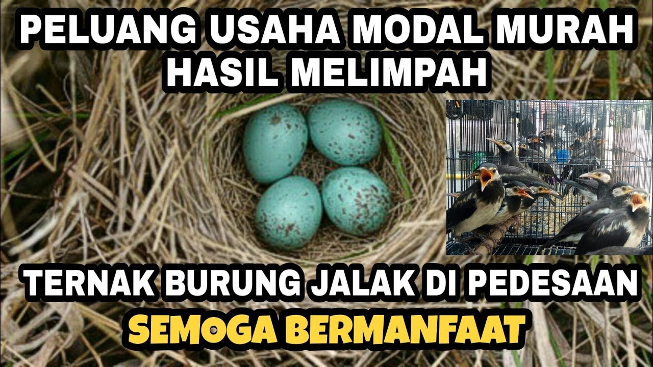 Detail Sarang Burung Jalak Nomer 51