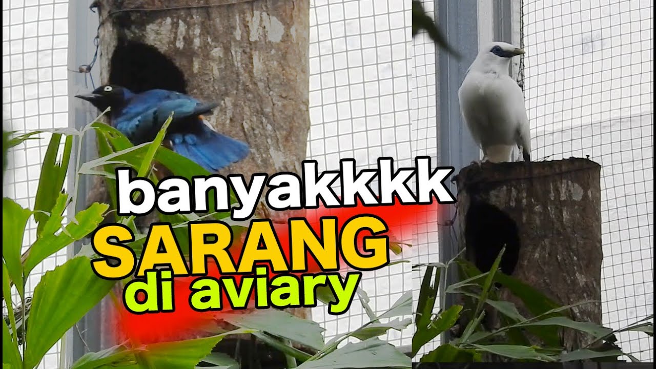 Detail Sarang Burung Jalak Nomer 53