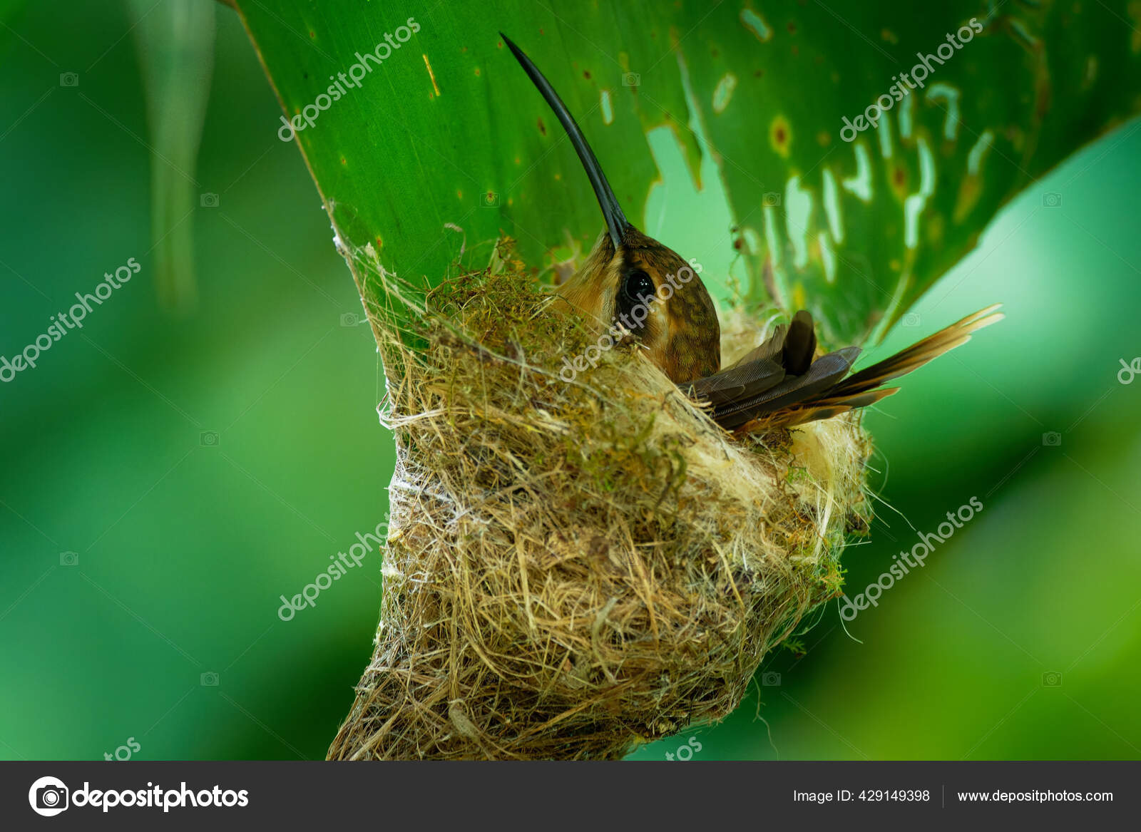 Detail Sarang Burung Kolibri Nomer 26