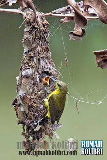 Detail Sarang Burung Kolibri Nomer 49