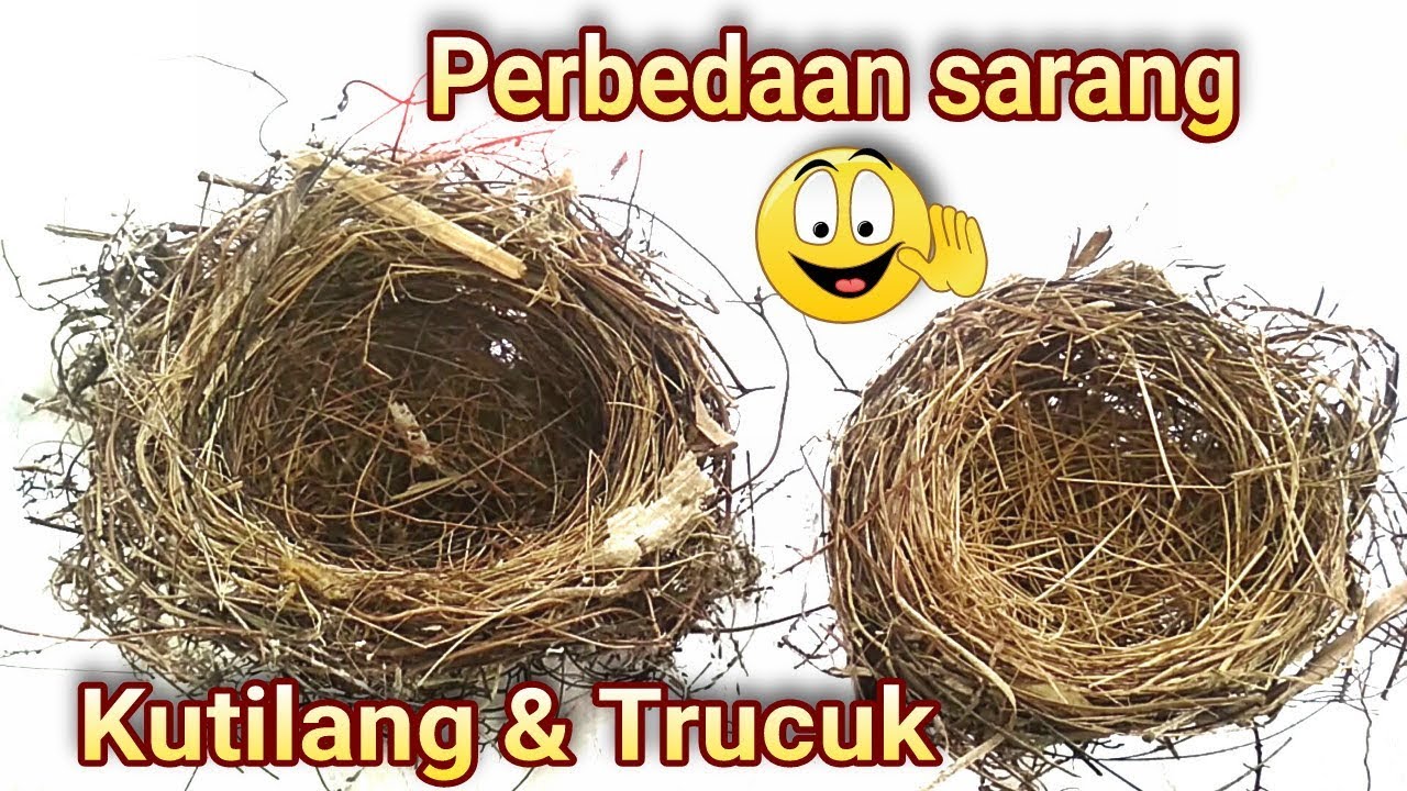 Detail Sarang Burung Kutilang Nomer 12