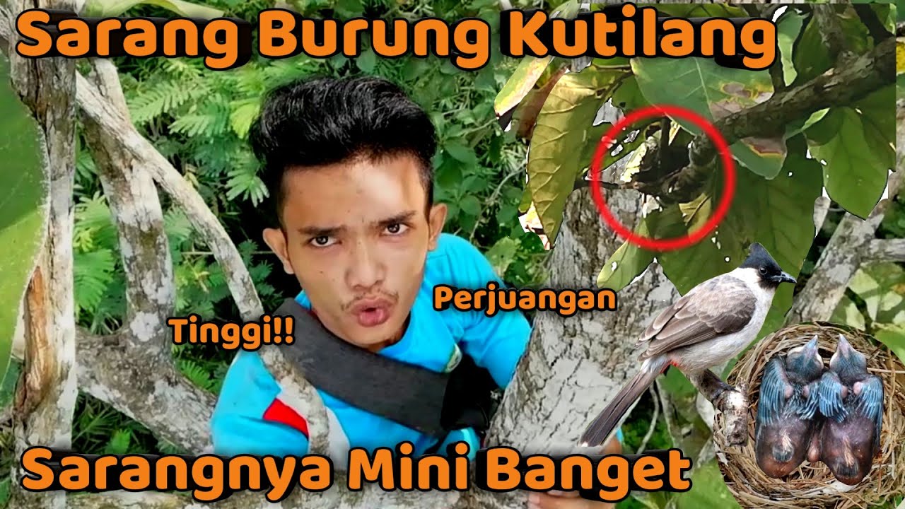 Detail Sarang Burung Kutilang Nomer 23