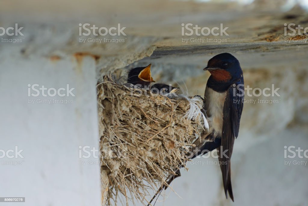 Detail Sarang Burung Layang Layang Nomer 26