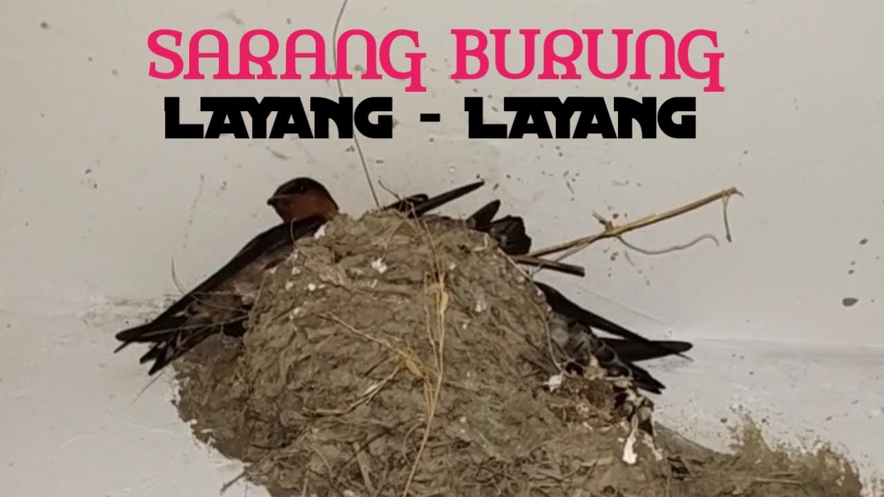 Detail Sarang Burung Layang Layang Nomer 32