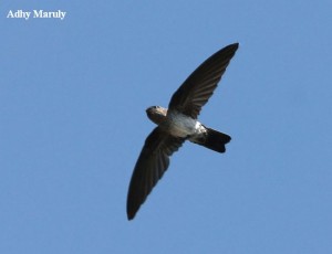 Detail Sarang Burung Layang Layang Nomer 47