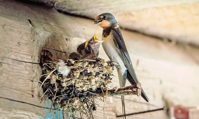 Detail Sarang Burung Layang Layang Nomer 8