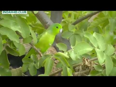 Detail Sarang Burung Lovebird Di Alam Liar Nomer 12