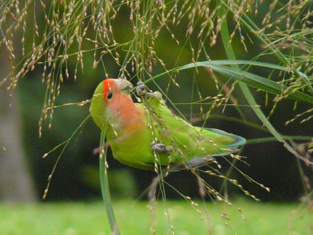 Detail Sarang Burung Lovebird Di Alam Liar Nomer 51