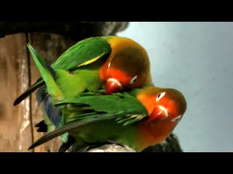 Detail Sarang Burung Lovebird Di Alam Liar Nomer 53
