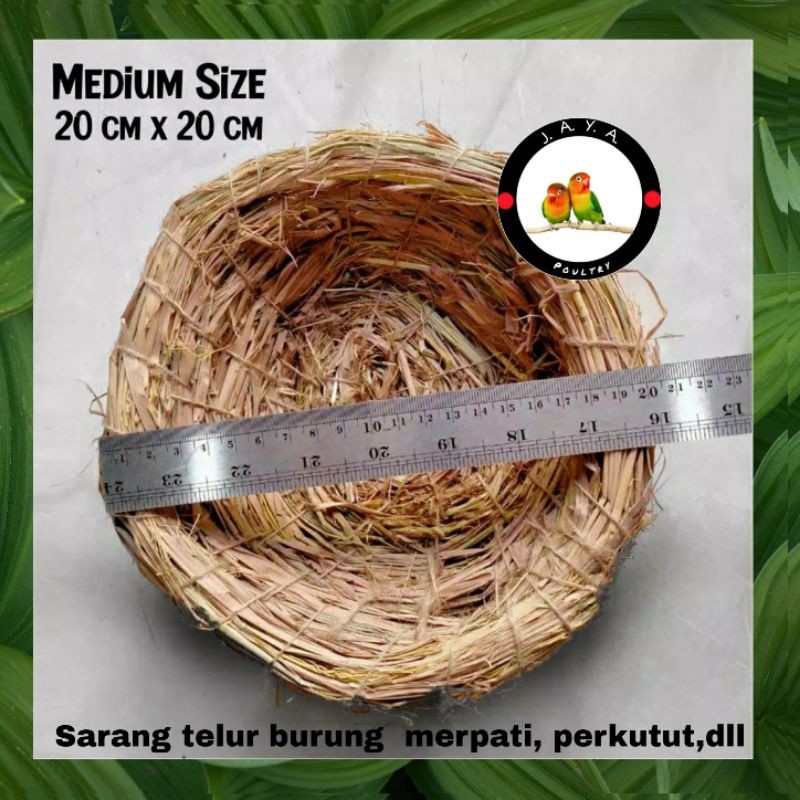 Detail Sarang Burung Merpati Nomer 26