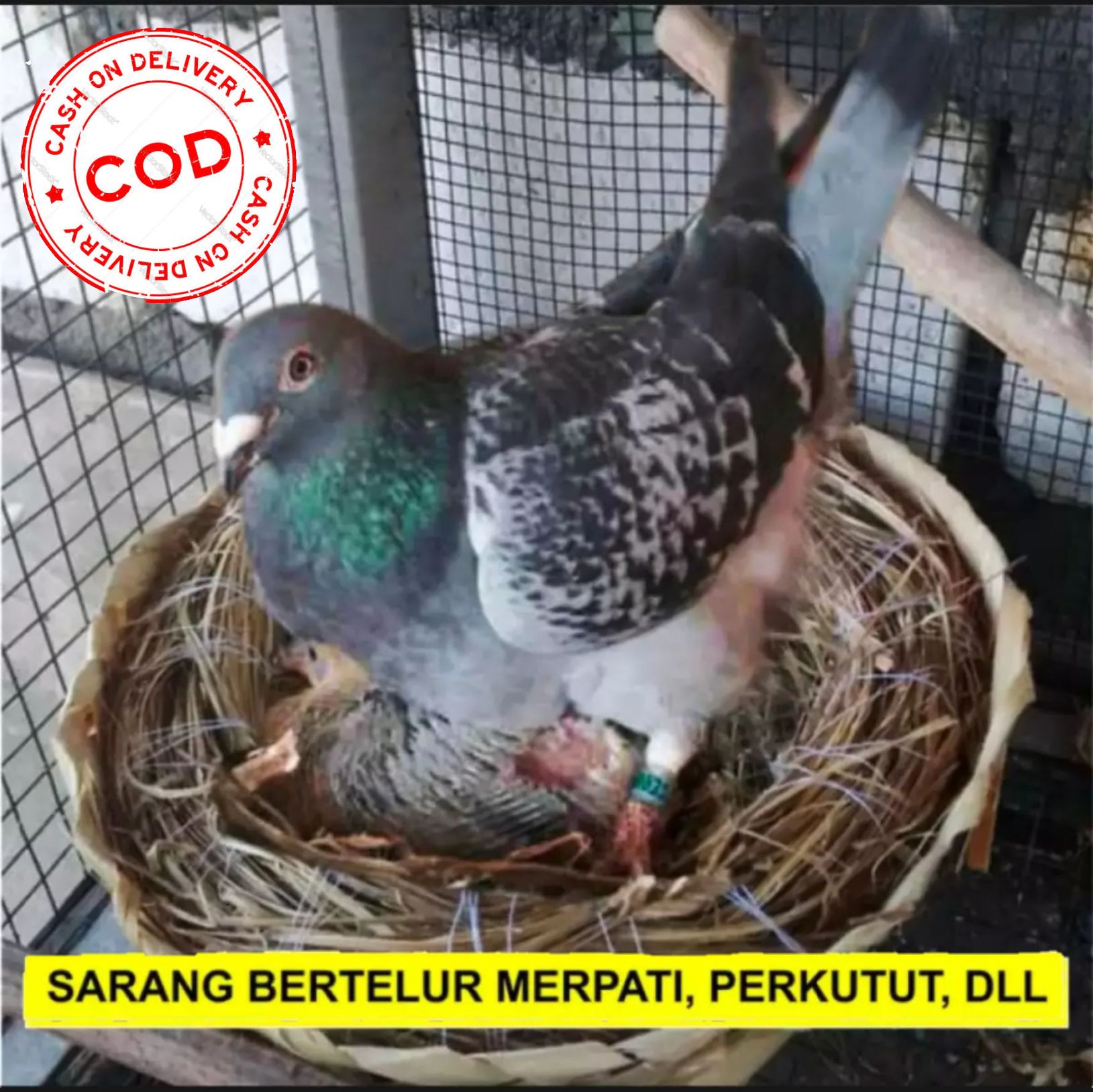 Detail Sarang Burung Merpati Nomer 7