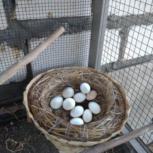 Detail Sarang Burung Merpati Nomer 8