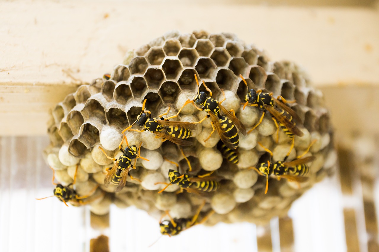 Detail Sarang Lebah Di Rumah Nomer 33
