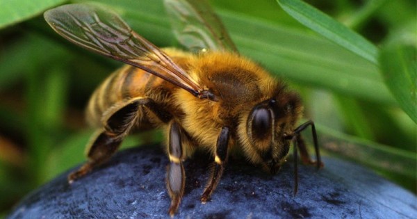Detail Sarang Lebah Di Rumah Nomer 34
