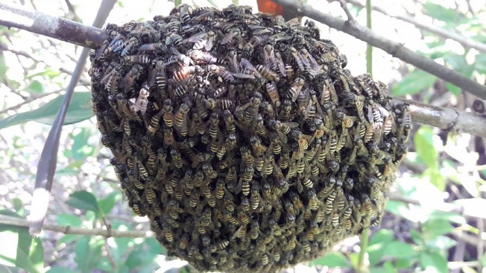 Detail Sarang Lebah Di Rumah Nomer 40