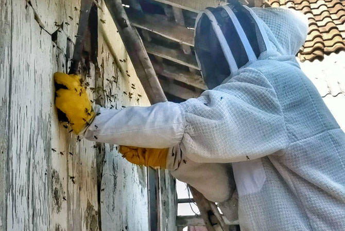 Detail Sarang Lebah Di Rumah Nomer 49