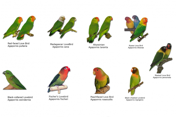 Detail Sarang Love Bird Di Alam Liar Nomer 14