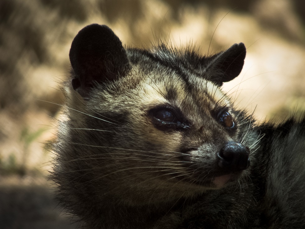 Detail Sarang Musang Di Atap Rumah Nomer 20