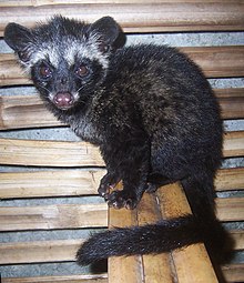 Detail Sarang Musang Di Atap Rumah Nomer 23