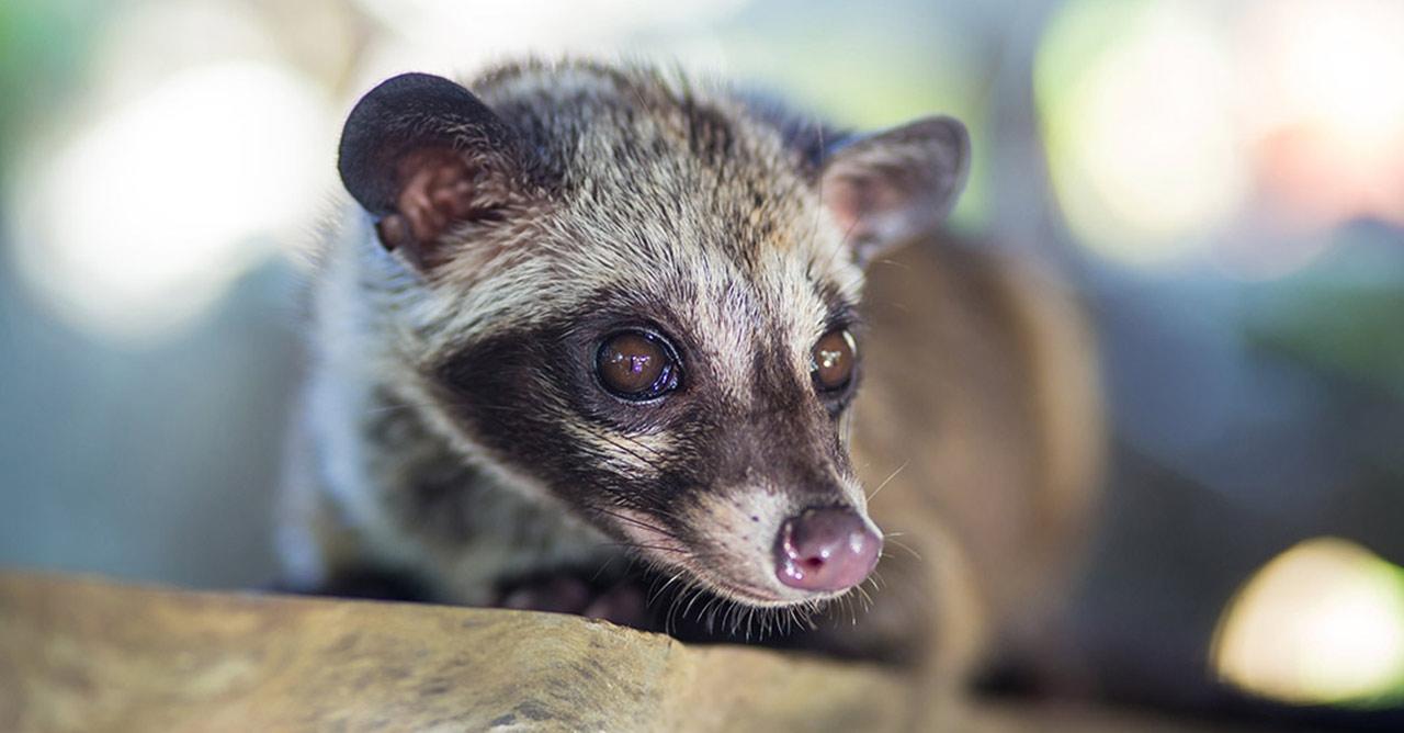 Detail Sarang Musang Di Atap Rumah Nomer 31