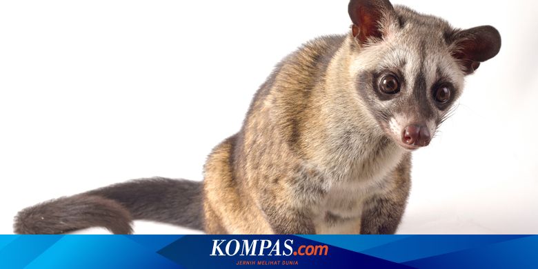 Detail Sarang Musang Di Atap Rumah Nomer 32