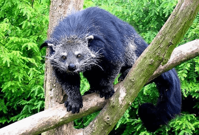 Detail Sarang Musang Di Atap Rumah Nomer 35