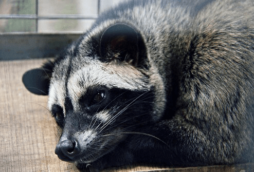 Detail Sarang Musang Di Atap Rumah Nomer 41