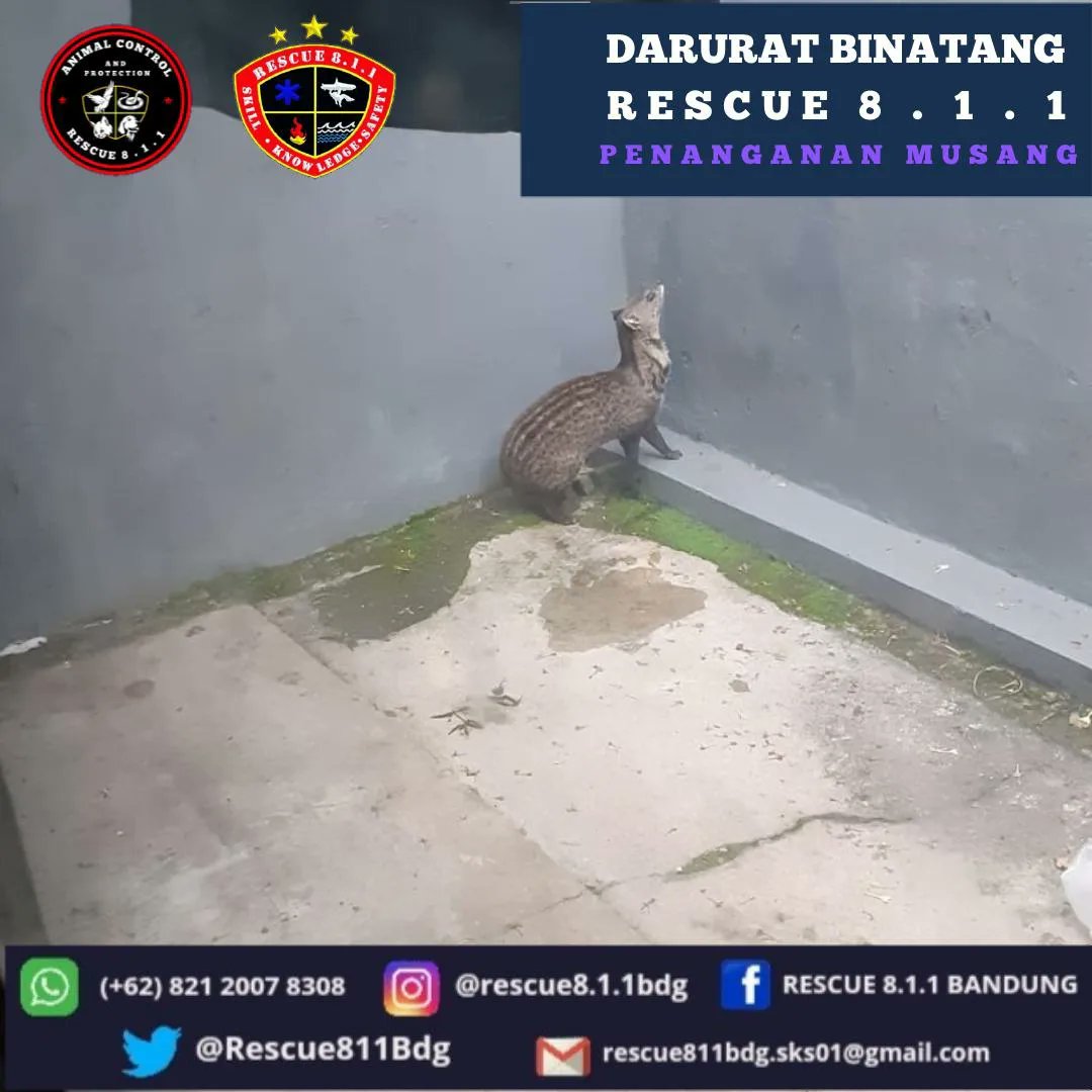 Detail Sarang Musang Di Atap Rumah Nomer 42