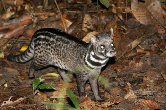 Detail Sarang Musang Di Atap Rumah Nomer 51