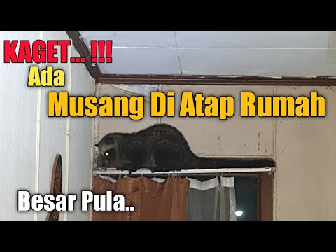 Detail Sarang Musang Di Atap Rumah Nomer 8