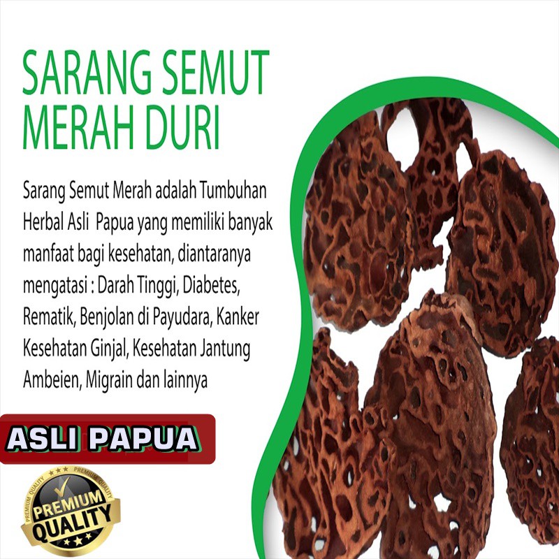 Detail Sarang Semut Merah Nomer 11