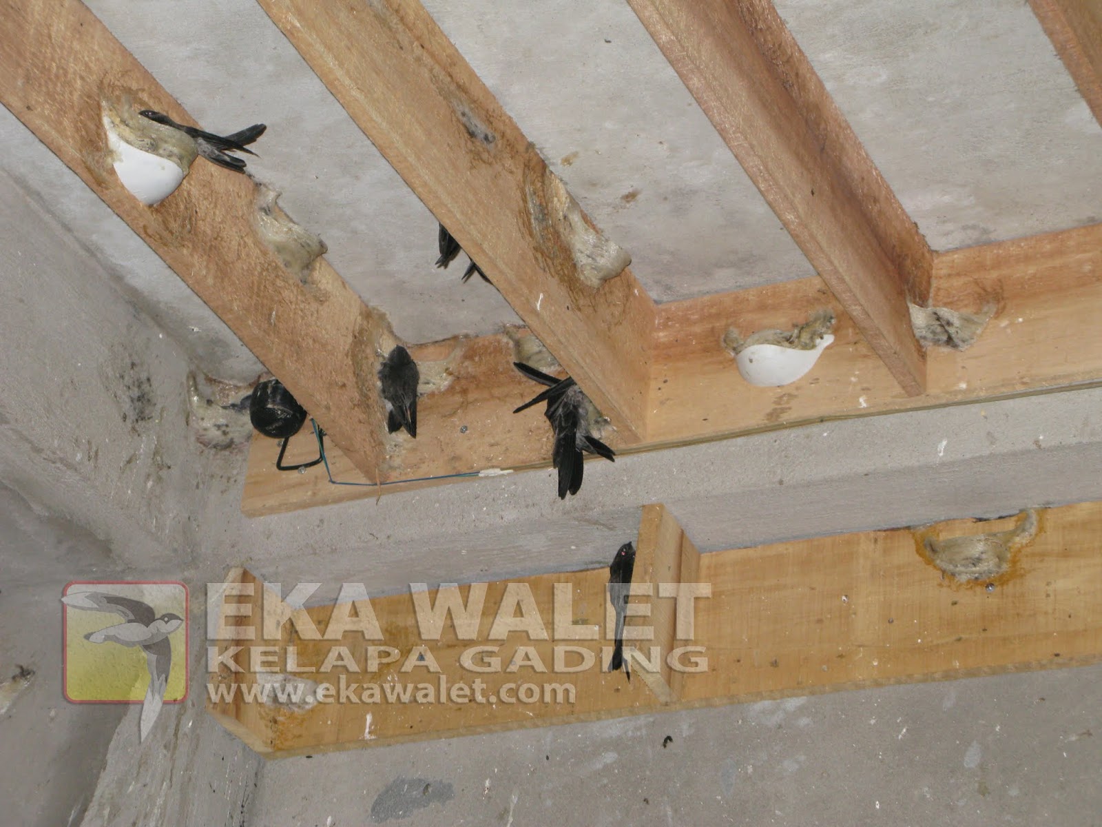 Detail Sarang Walet Dari Kayu Nomer 37