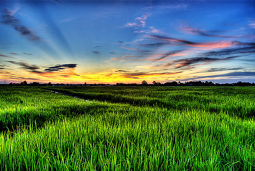 Detail Wallpaper Pemandangan Sawah Padi Nomer 2