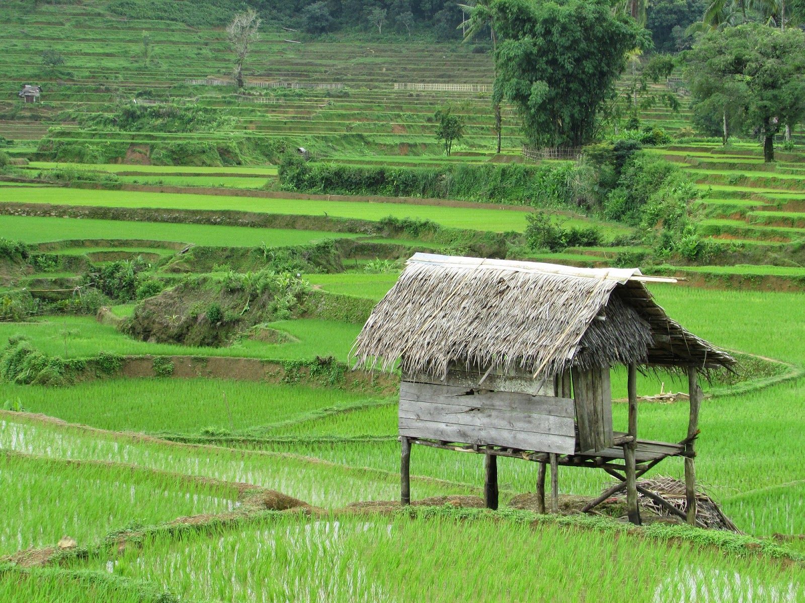 Detail Wallpaper Pemandangan Sawah Padi Nomer 37