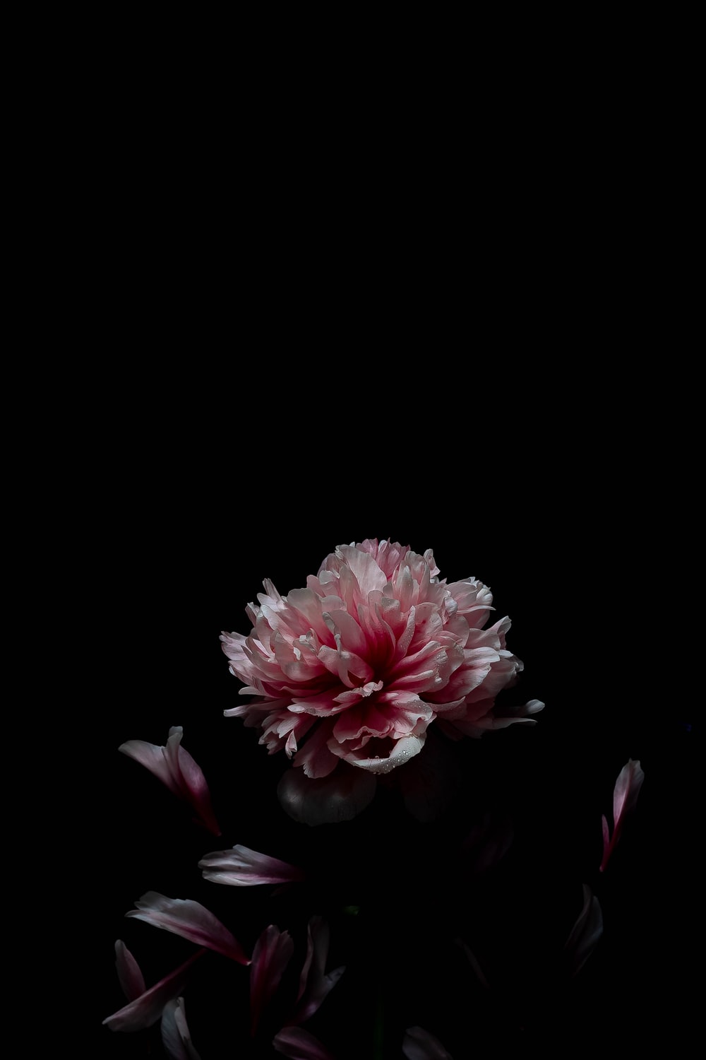 Detail Wallpaper Pink Black Nomer 31