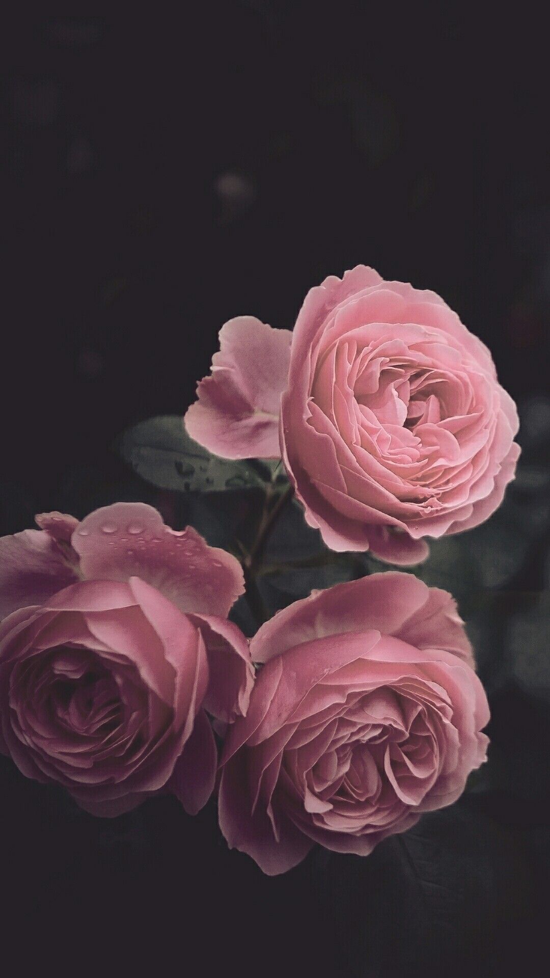 Detail Wallpaper Pink Rose Nomer 14