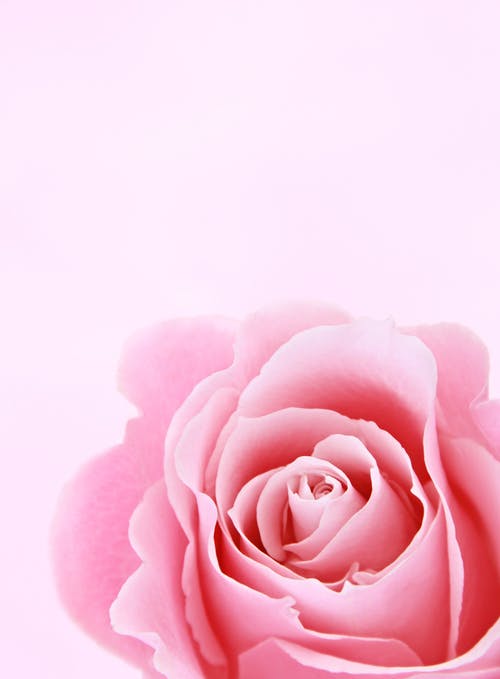 Detail Wallpaper Pink Rose Nomer 18