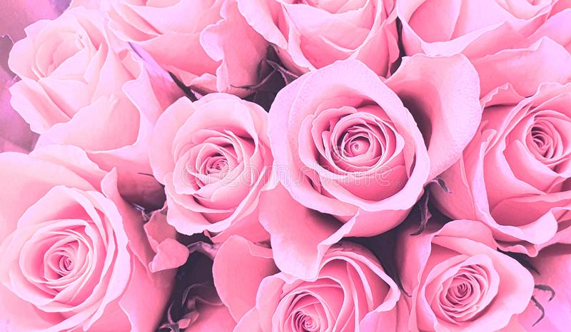 Detail Wallpaper Pink Rose Nomer 26