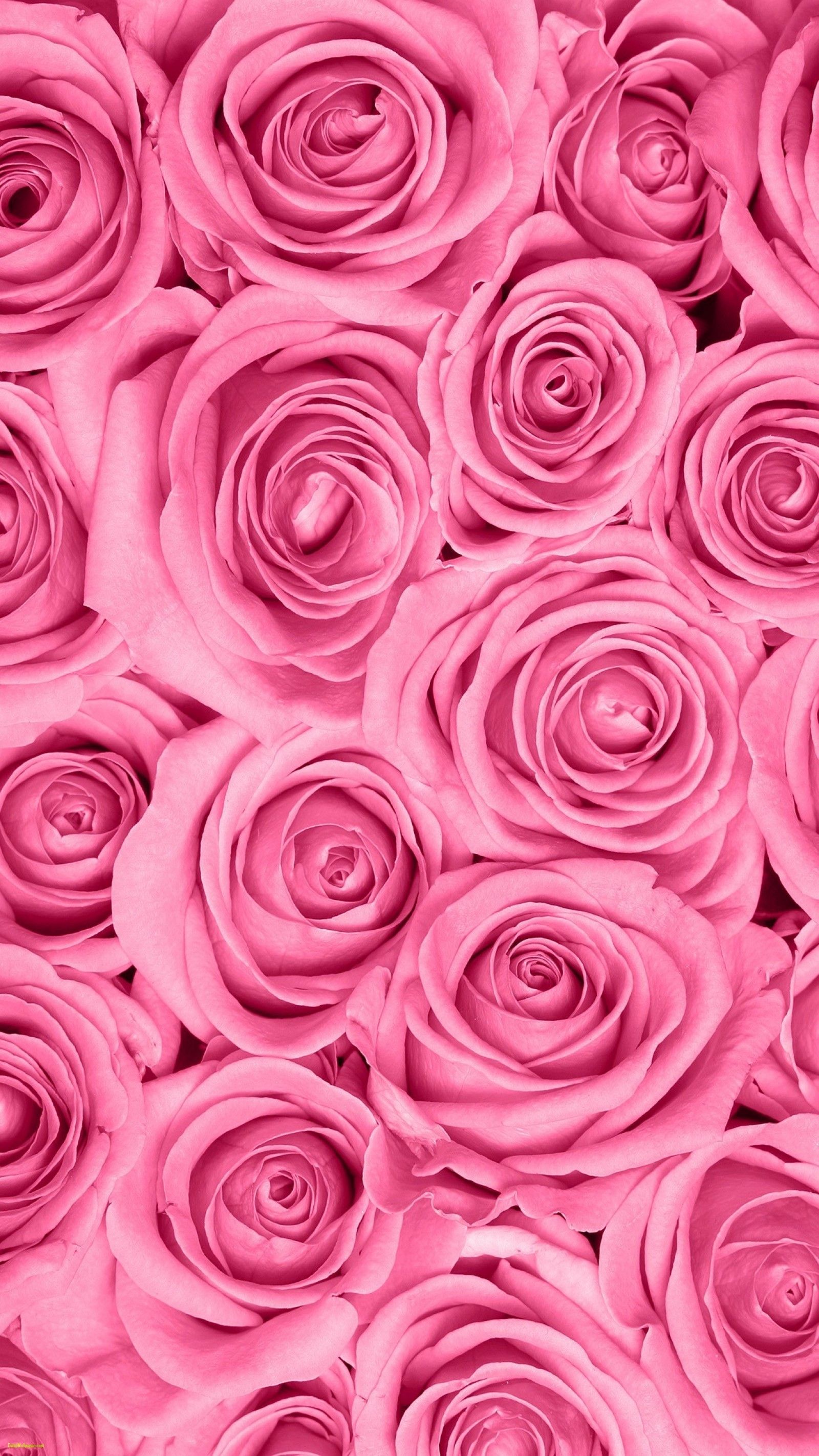 Detail Wallpaper Pink Rose Nomer 5