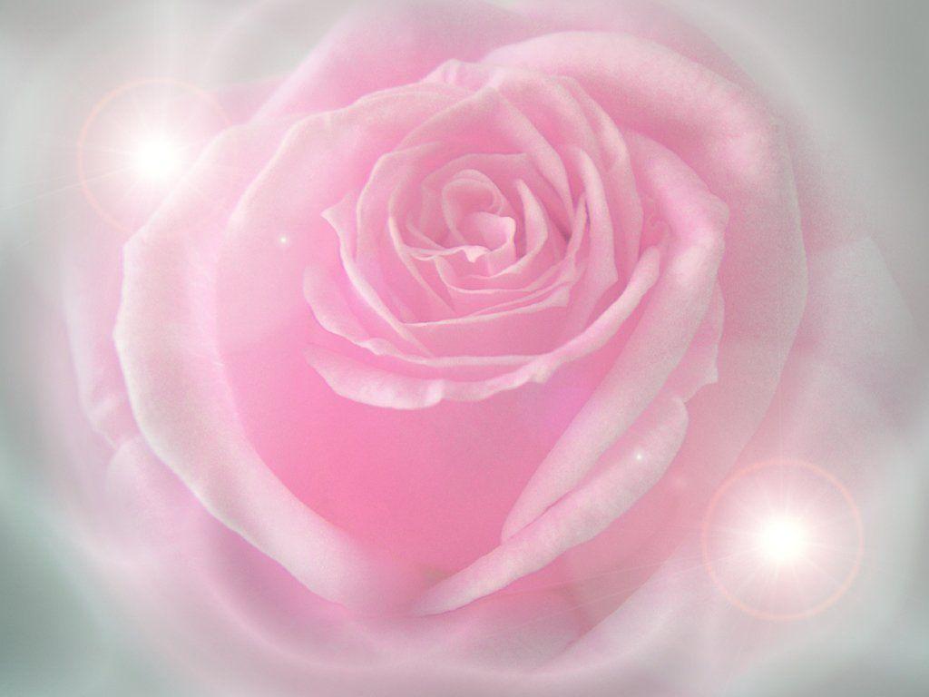 Detail Wallpaper Pink Rose Nomer 40