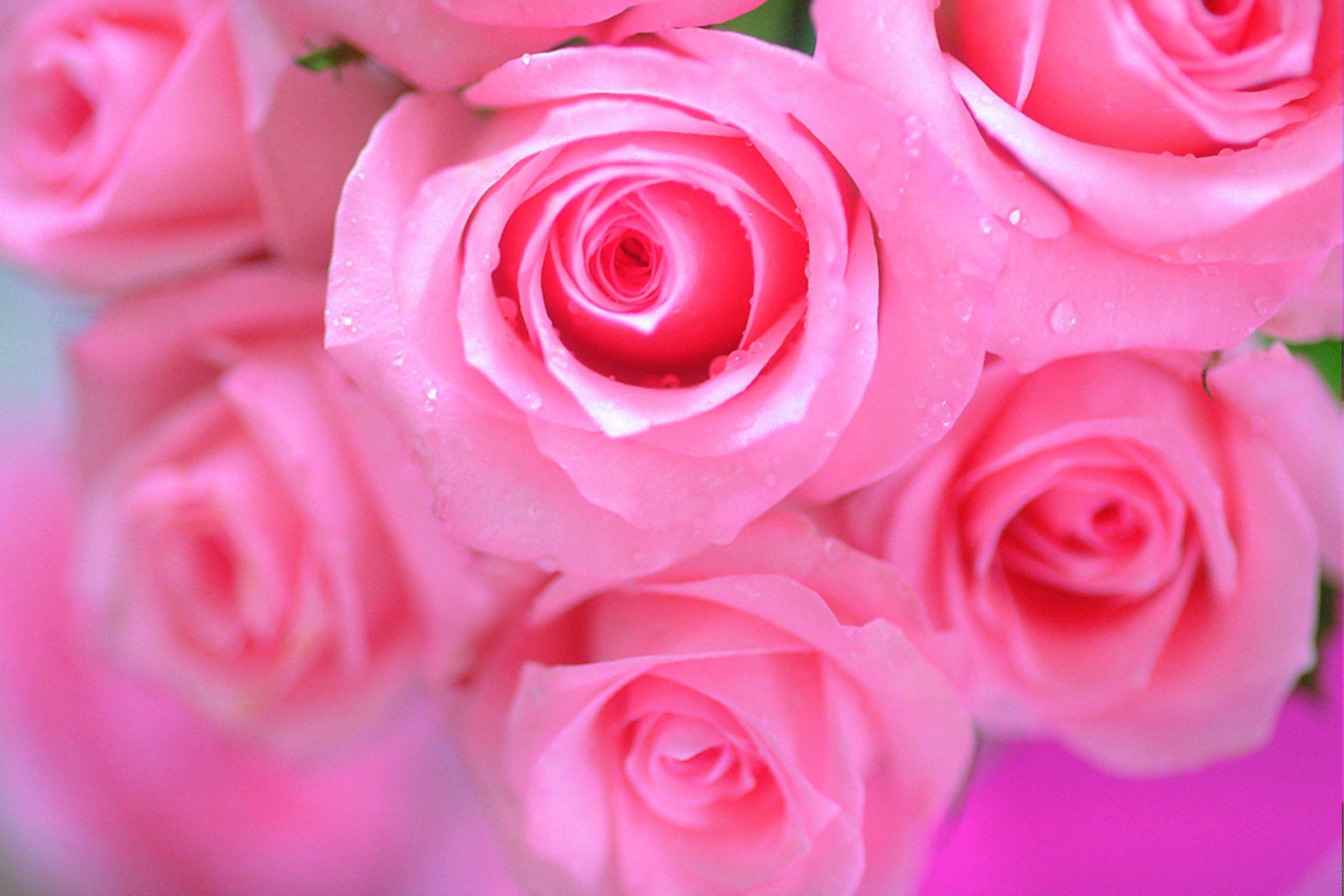 Detail Wallpaper Pink Rose Nomer 9