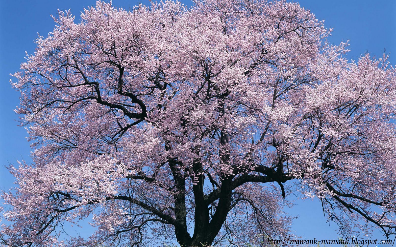Detail Wallpaper Pohon Sakura Nomer 54