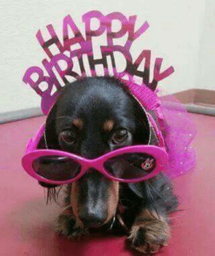 Detail Sausage Dog Happy Birthday Dachshund Nomer 13