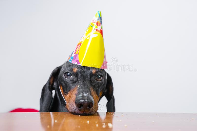 Detail Sausage Dog Happy Birthday Dachshund Nomer 46