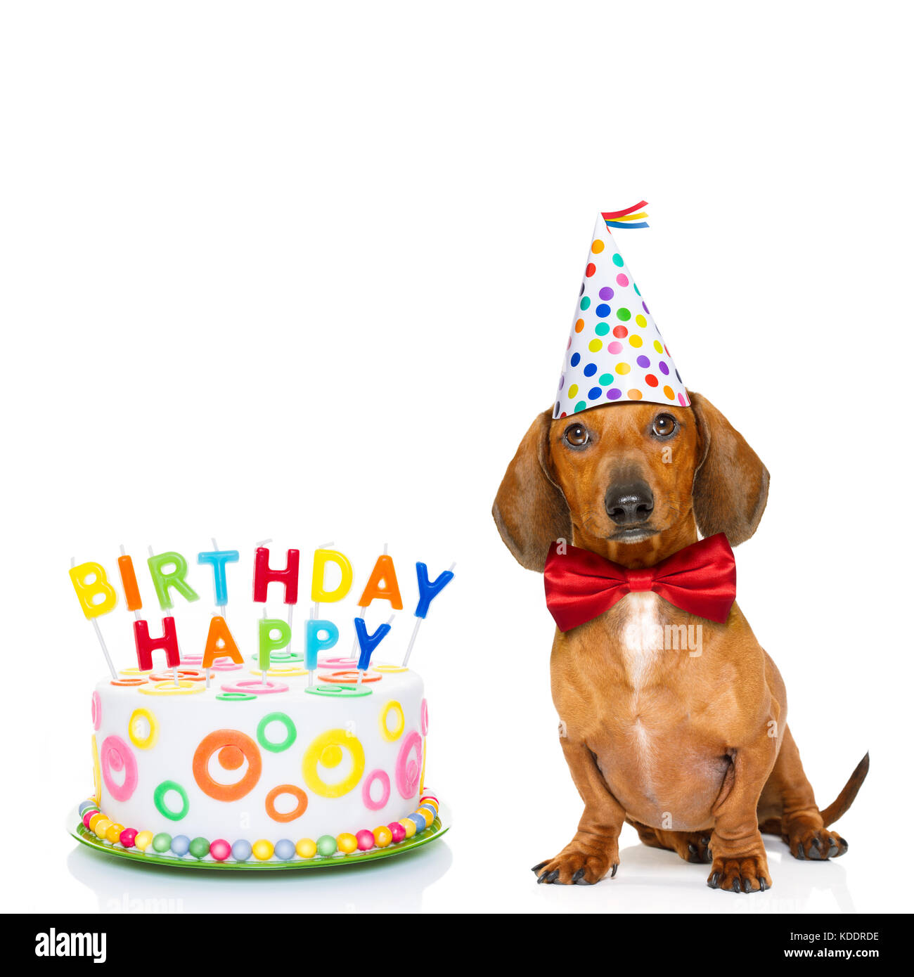 Detail Sausage Dog Happy Birthday Dachshund Nomer 10