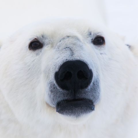Download Save The Polar Bears Pfp Nomer 15