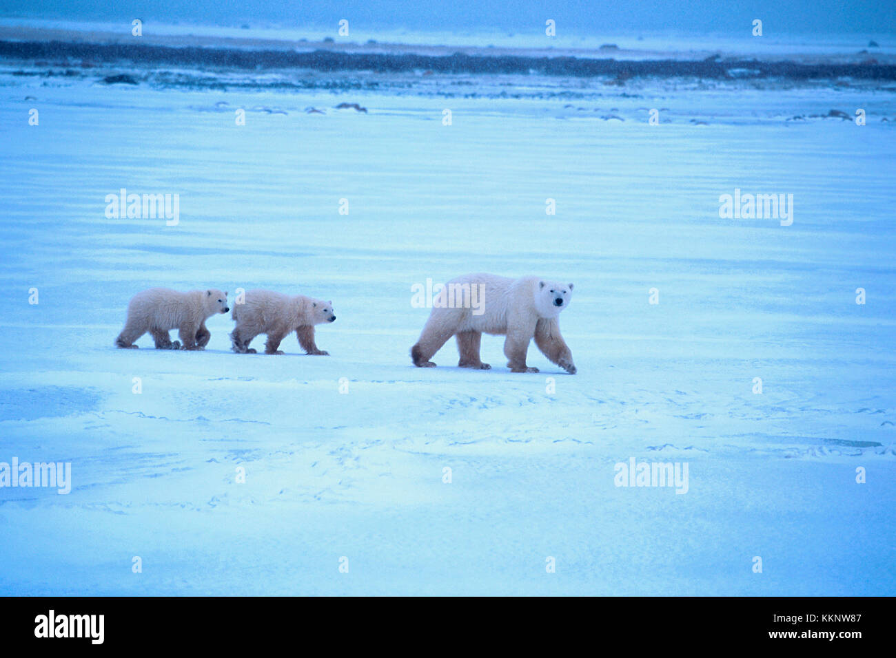Detail Save The Polar Bears Pfp Nomer 31