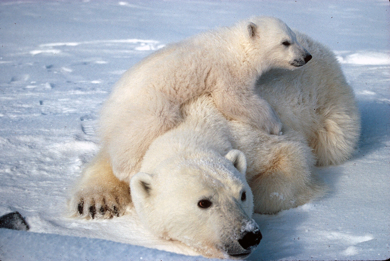 Detail Save The Polar Bears Pfp Nomer 49