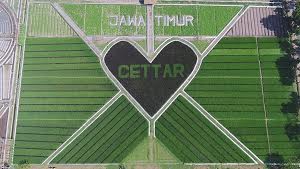 Detail Sawah Di Bentuk Gambar Nomer 15