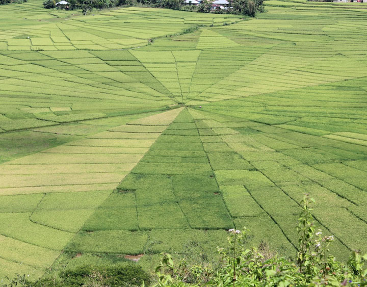 Detail Sawah Di Bentuk Gambar Nomer 19